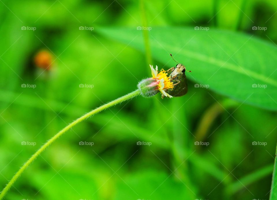Insect in beautiful nature