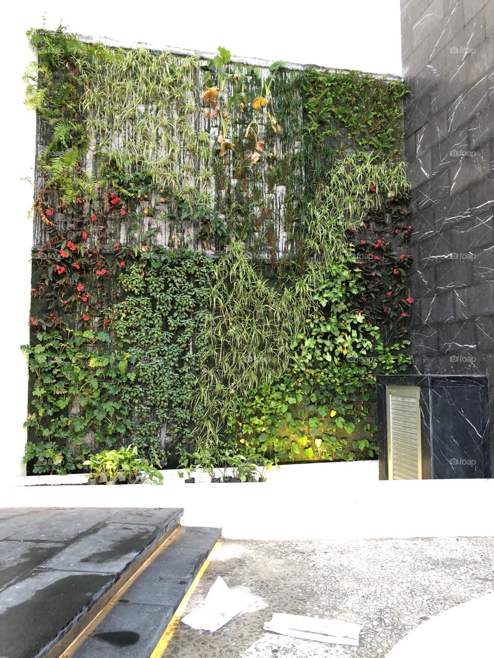TRS Coral hotel resort in Cancun, Mexico. Wall of plants. 