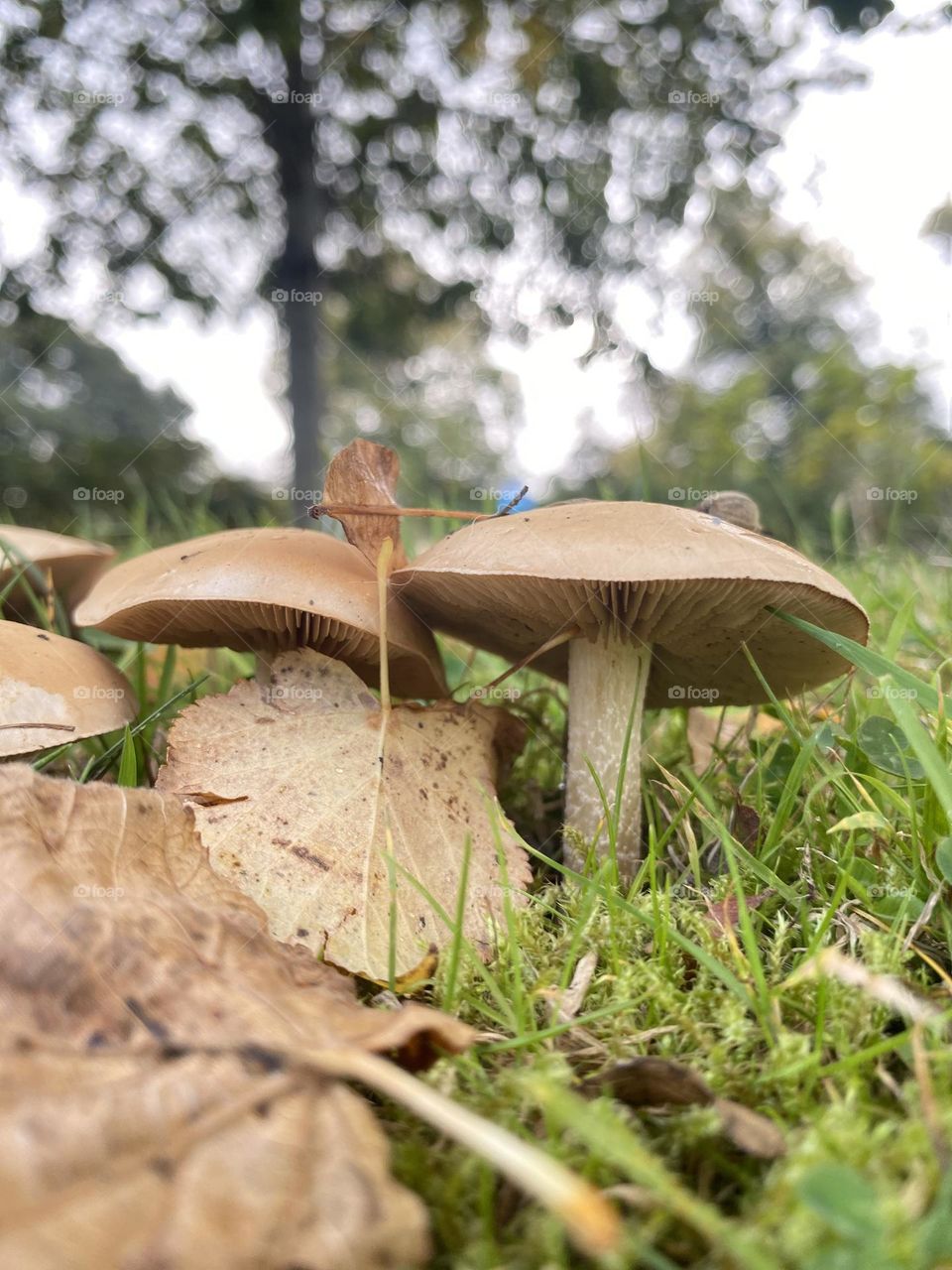 Mushrooms and falling leaves