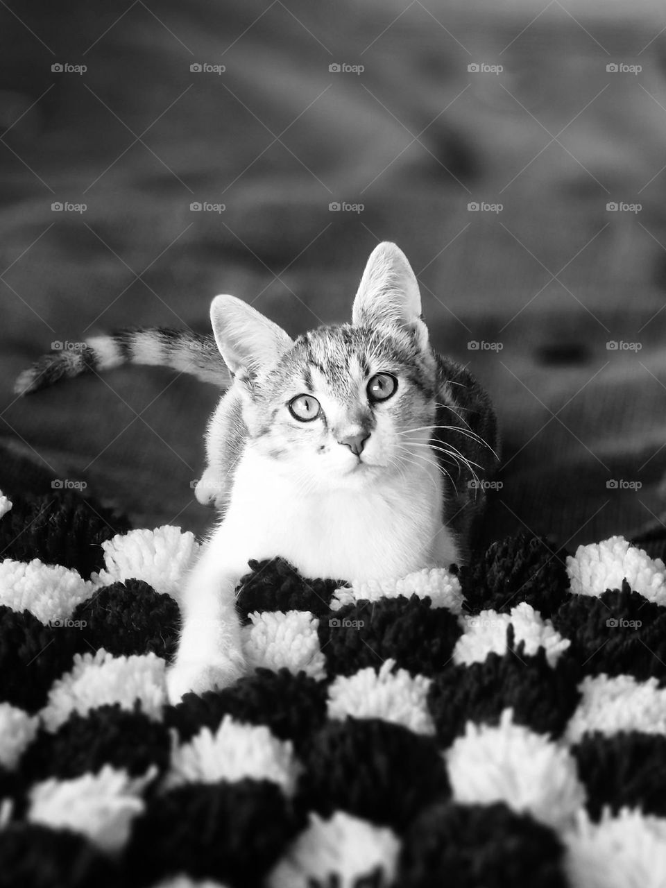 Almu the cat in black and white