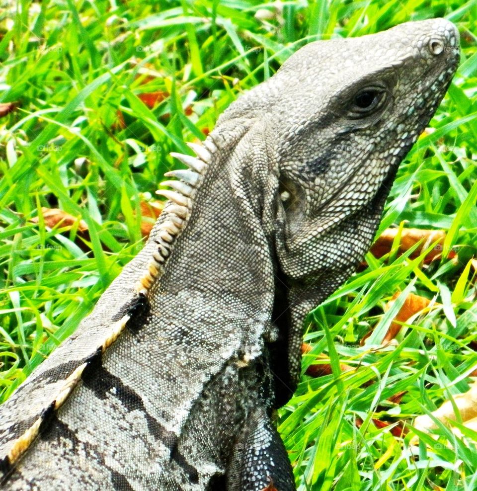 Iguana