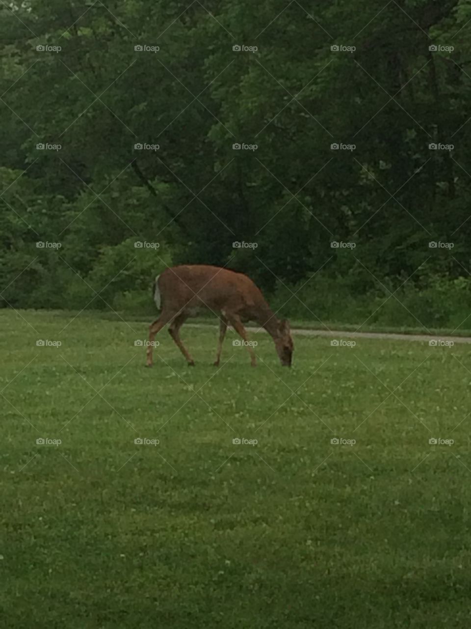 One of the beautiful animals in the world