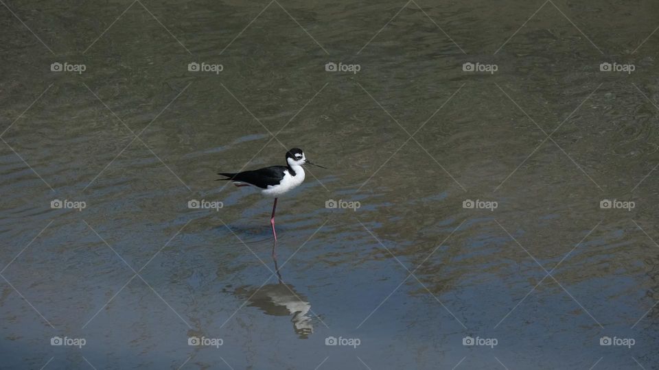 Shore bird roosting on one leg