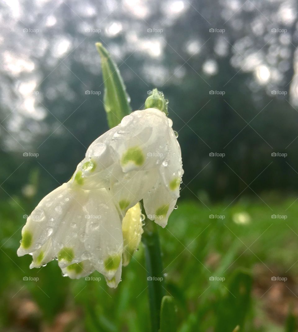 Snow Flake flower immersed in rain drops on Easter Monday at Arnos Park London N11. Fragile, beautiful and a reminder that the seasons are changing 💦