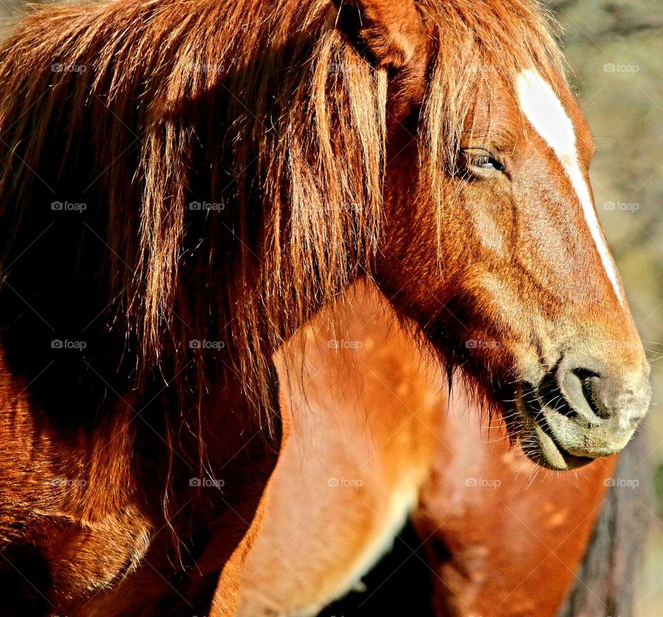 Portrait of a Wild Horse