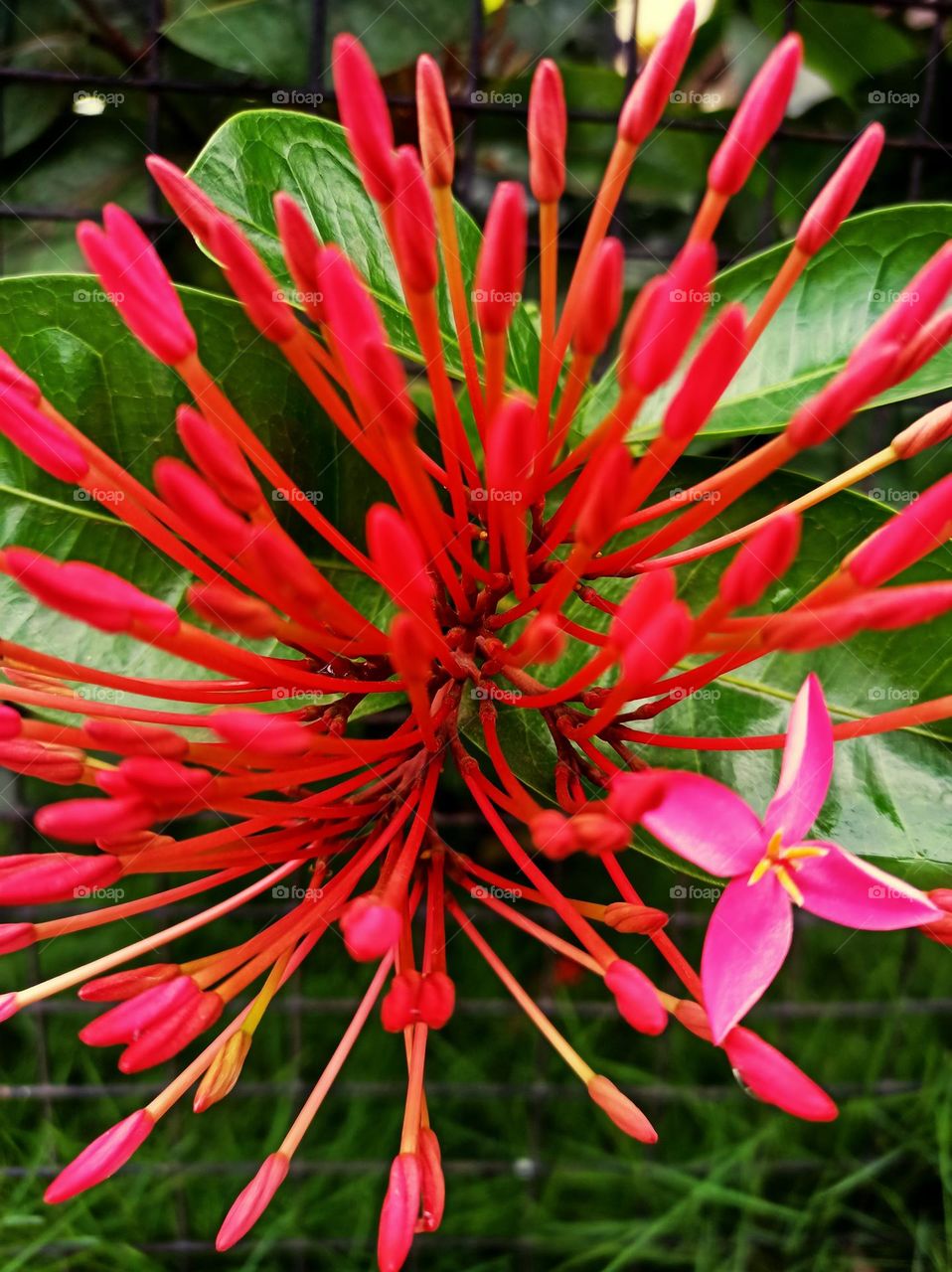 A magenta colored flower 🌺