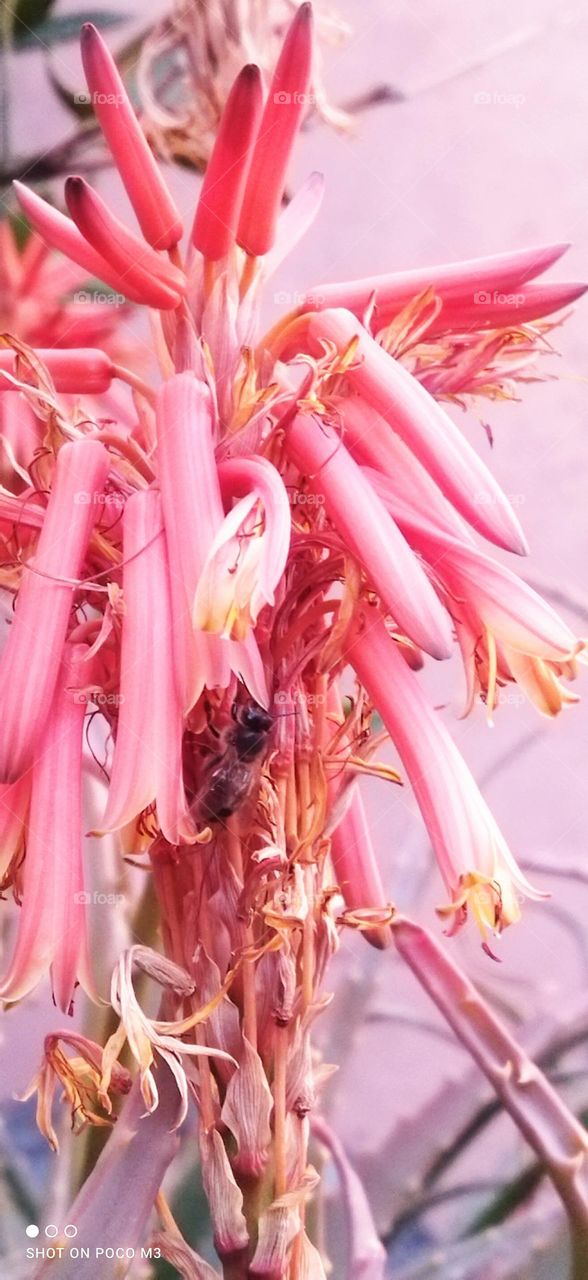 beautiful bee on flowers.