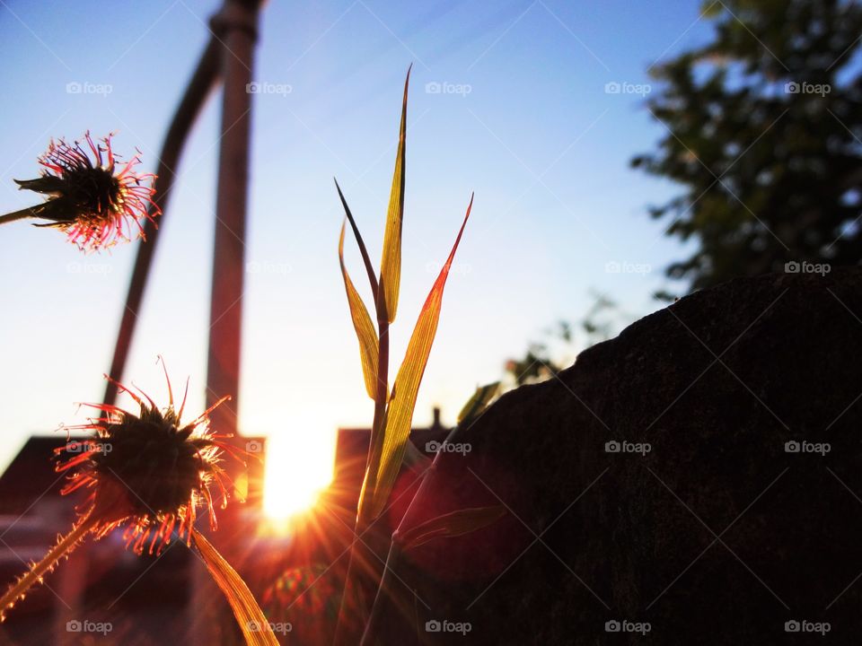 Wildflowers backlit