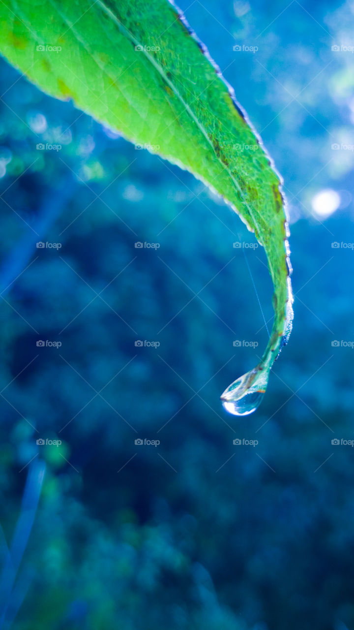 Water drop at the end of a leaf