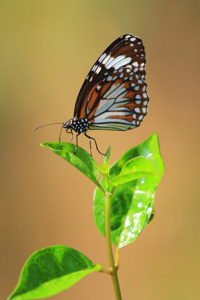 butterfly