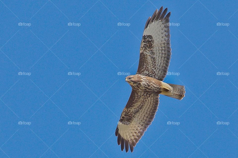 Poiana, Buteo buteo