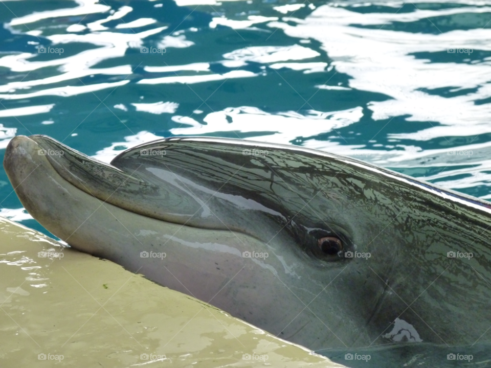 dolphin dolphin happy dolphin smile happy by lancashirelad