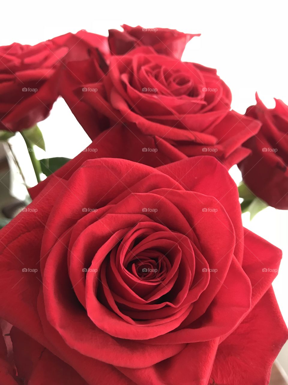 Red roses on white background 