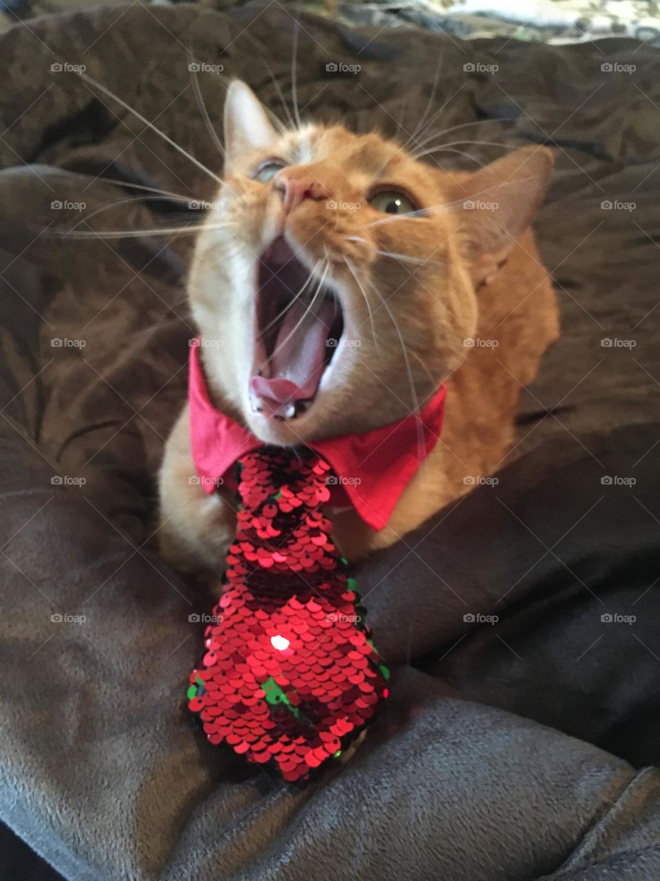 Singing ginger cat photography mission entry 