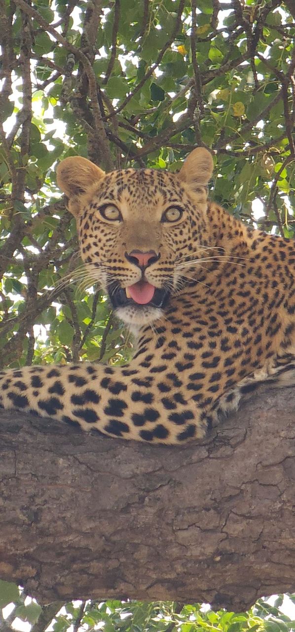 Leopard in tree close up