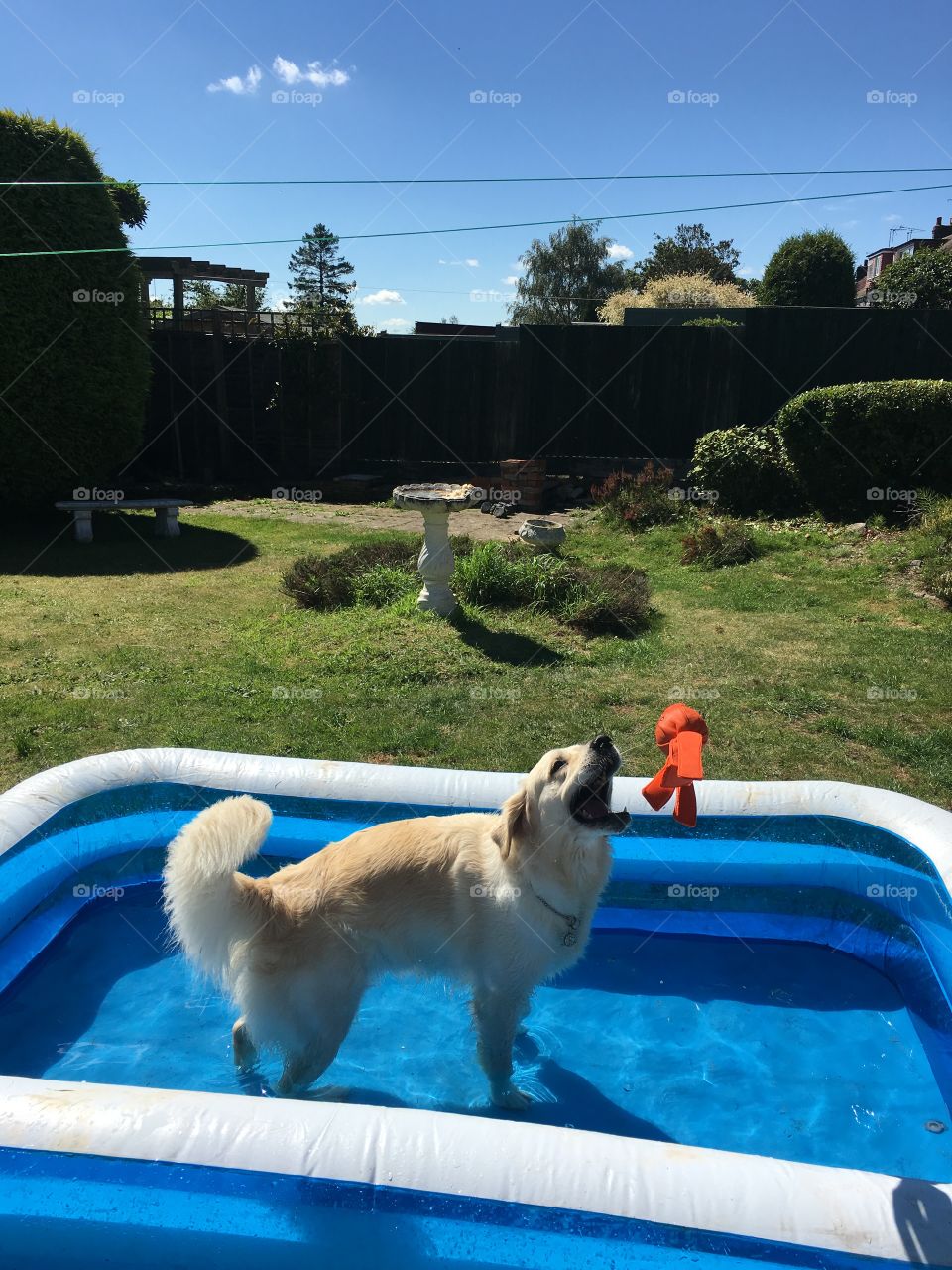 Dug Out Pool, Swimming Pool, Dog, No Person, Water