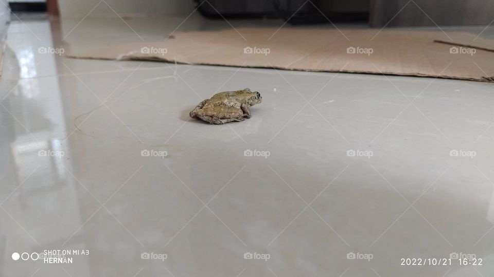 frog