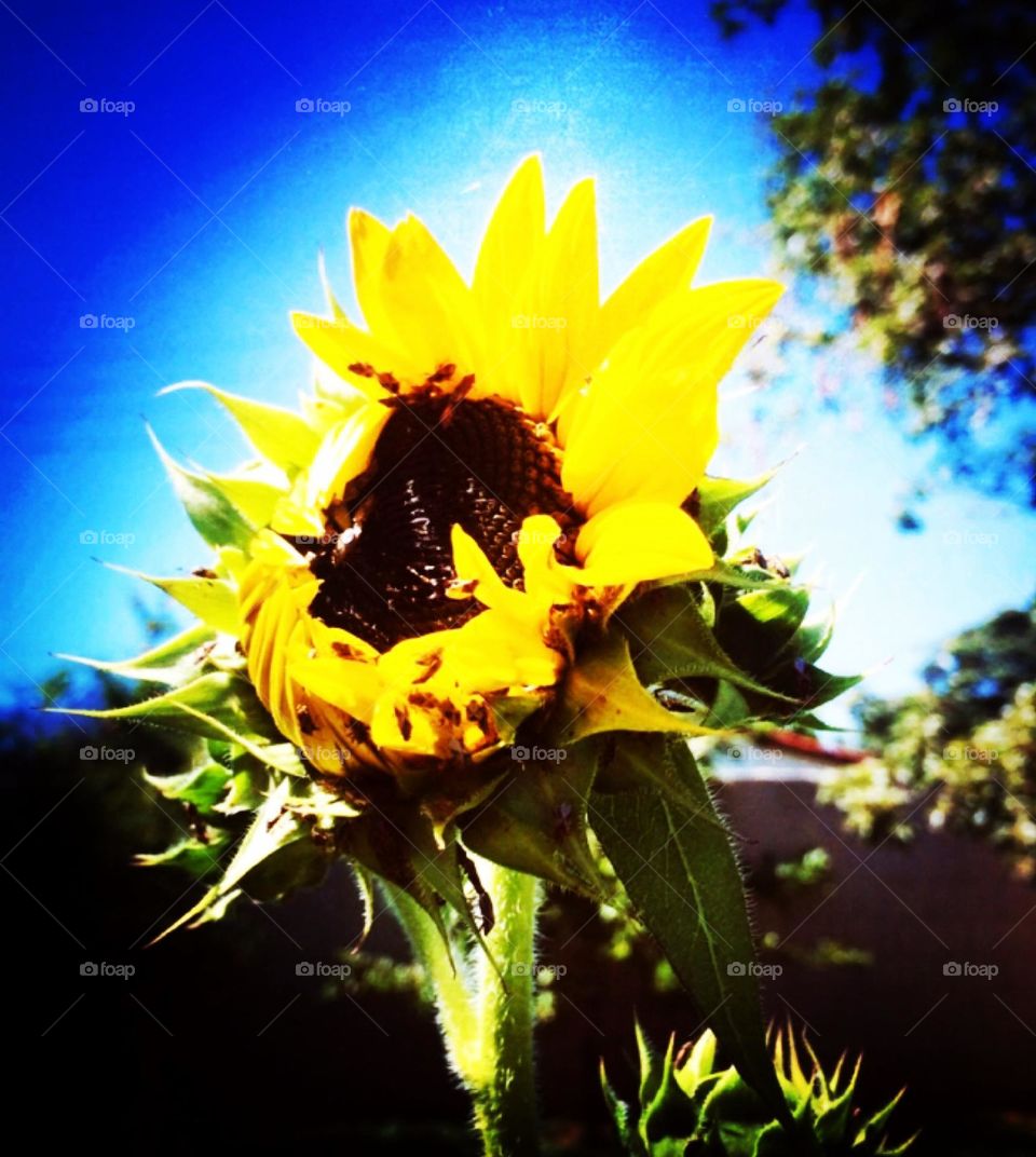 🌹 🇺🇸 Very beautiful flowers to brighten our day.  Live nature and its beauty. Did you like the delicate petals? / 🇧🇷 Flores muito bonitas para alegrar nosso dia. Viva a natureza e sua beleza. Gostaram das pétalas delicadas? 
