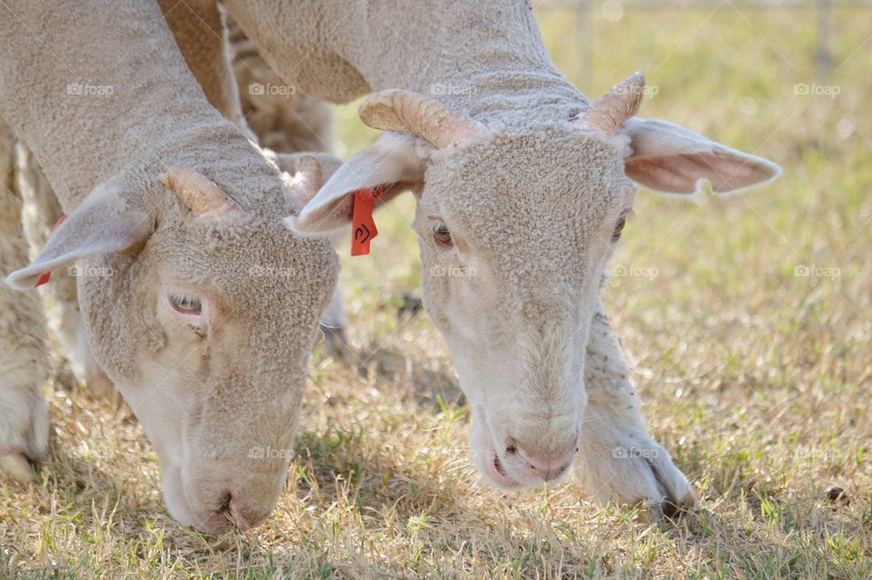 Fine wool lambs. 