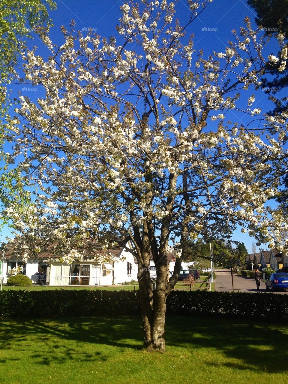 Cherry tree in my garden