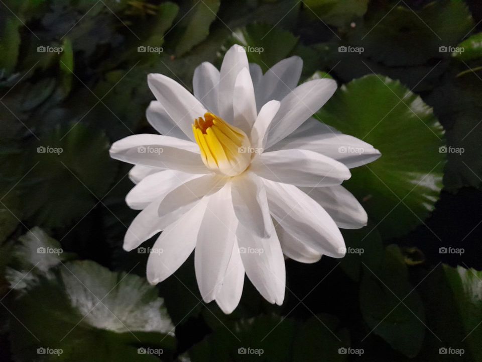 Water Lilly