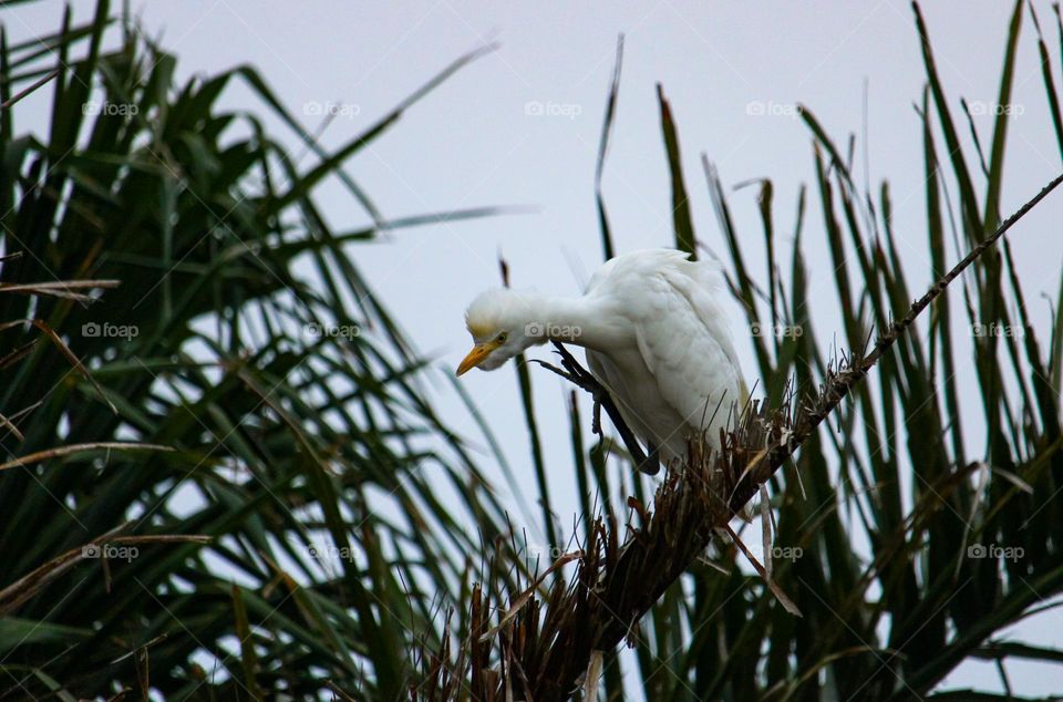 White cattle egret sitting on a palm tree leaf scratching it's head