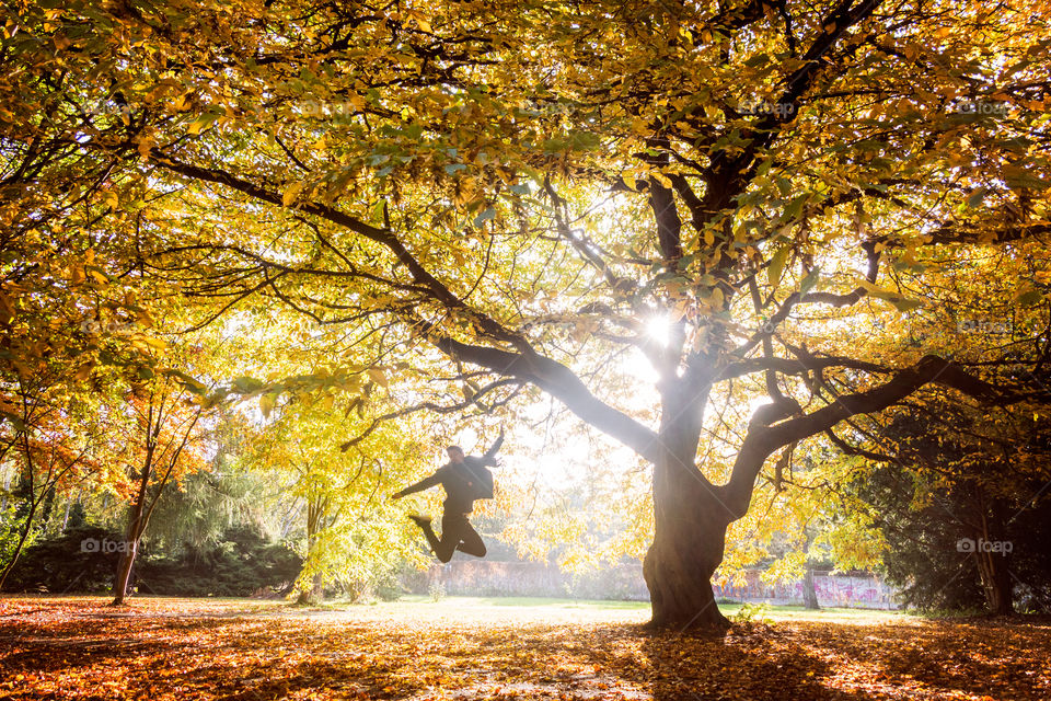 Fall, Tree, Leaf, Park, Landscape