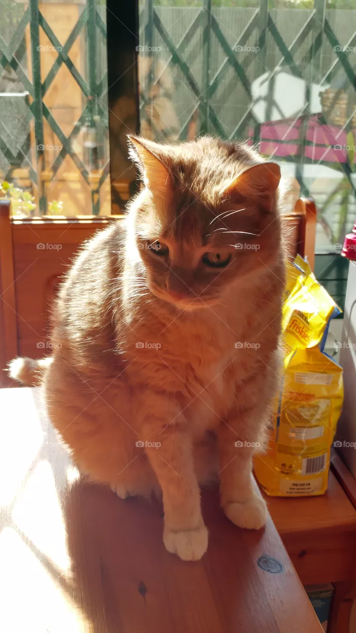 cat
