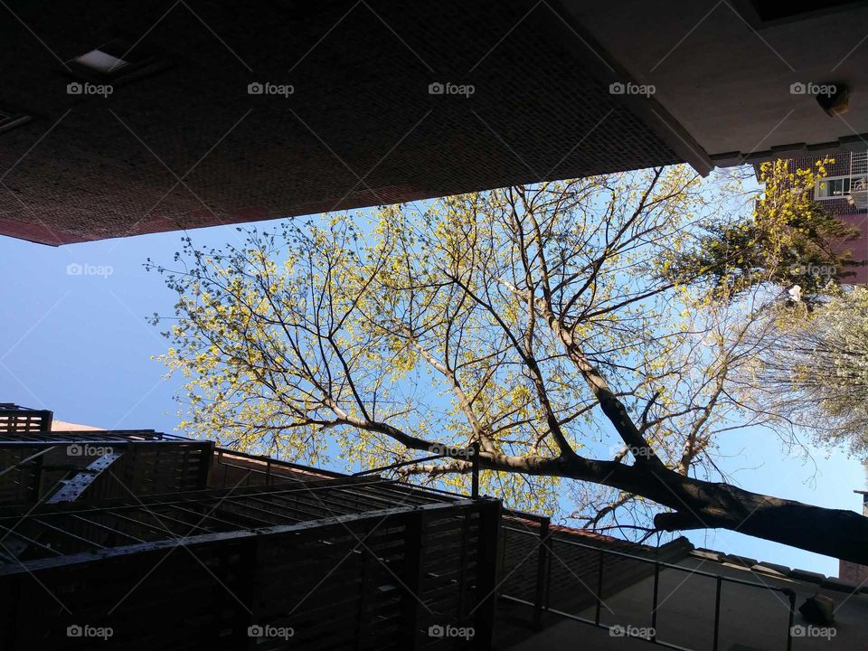 bouse tree blue sky