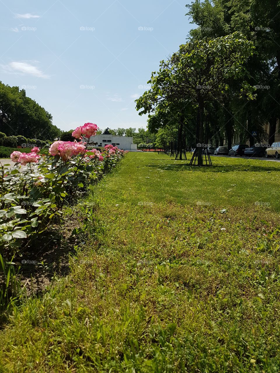 rose flowers in the city garden