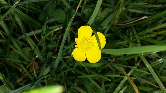 Buttercup