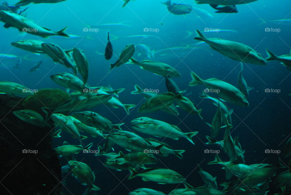 Fishes swimming undersea