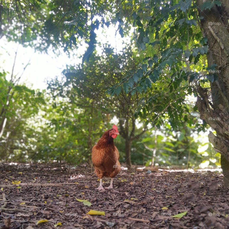 curious hen
