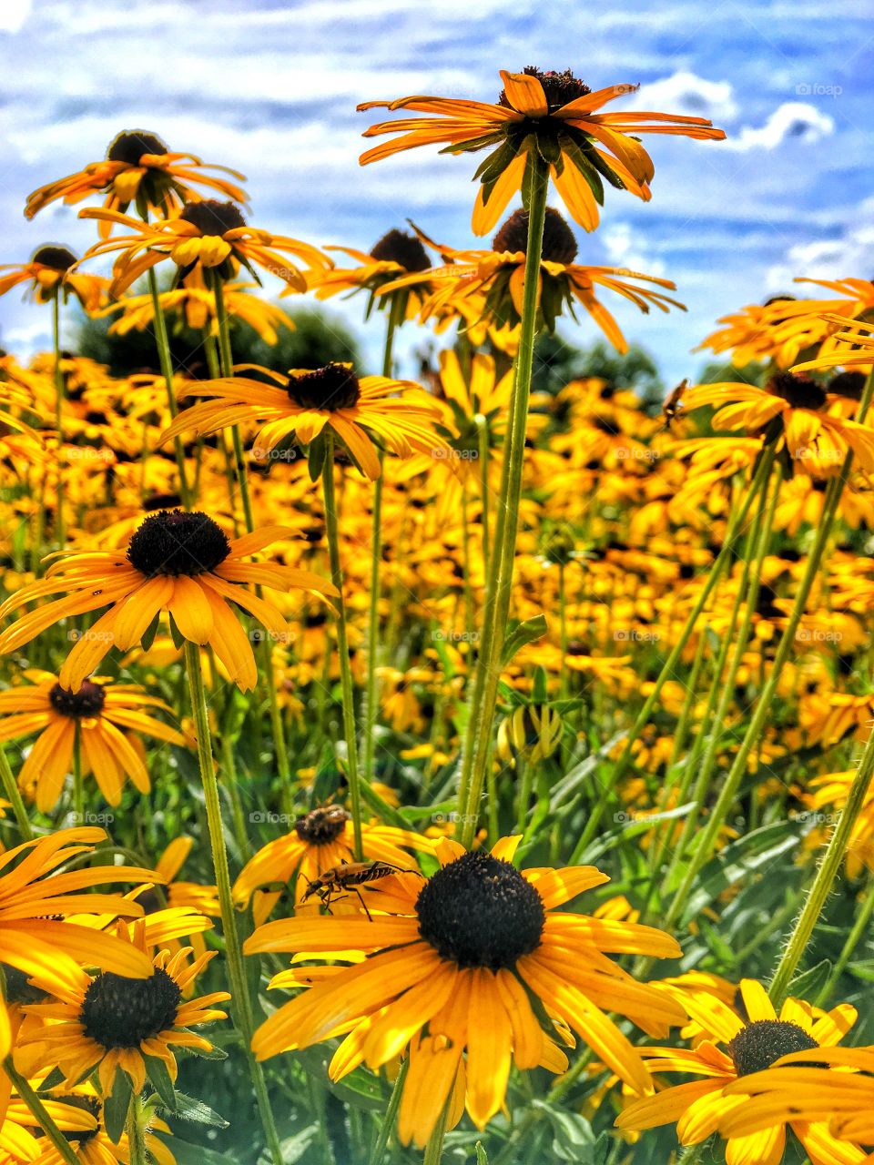 Sunflowers blooming in field