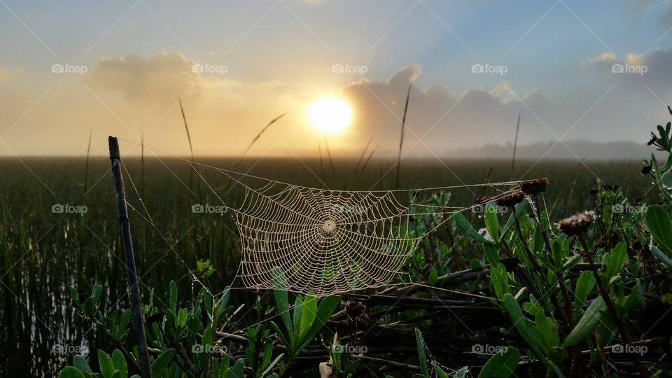 Spider web at farm