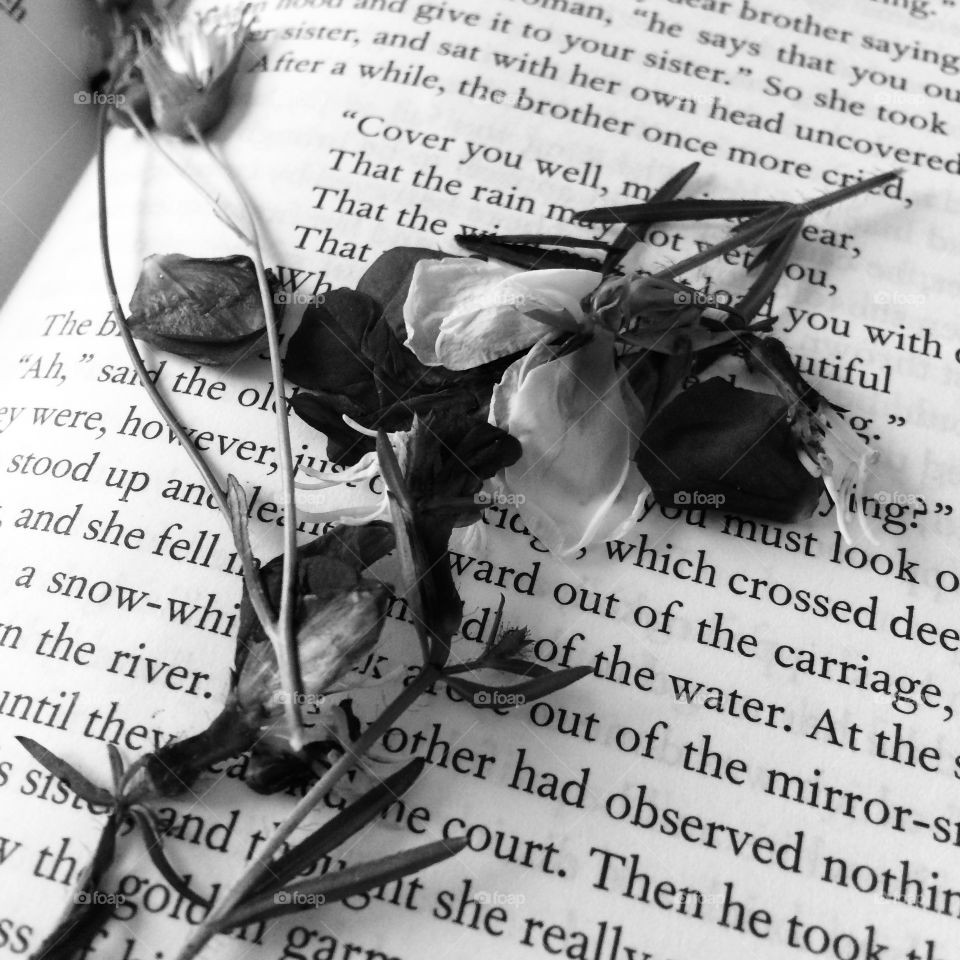 “Dead Flower Petals”