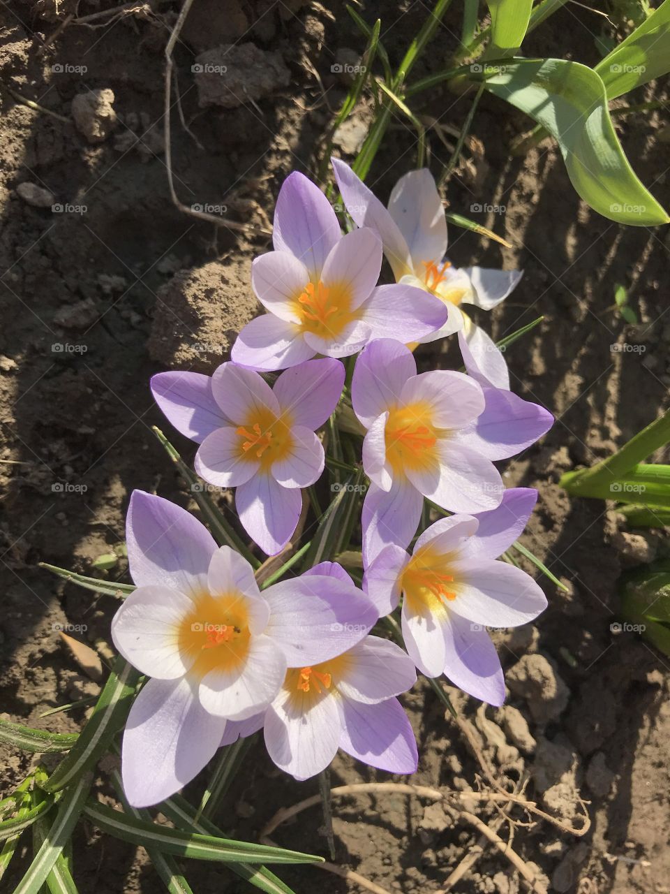 Crocus flowers in light purple color with sunshines on them. The early signs of spring. First sign of spring. Spring is here.