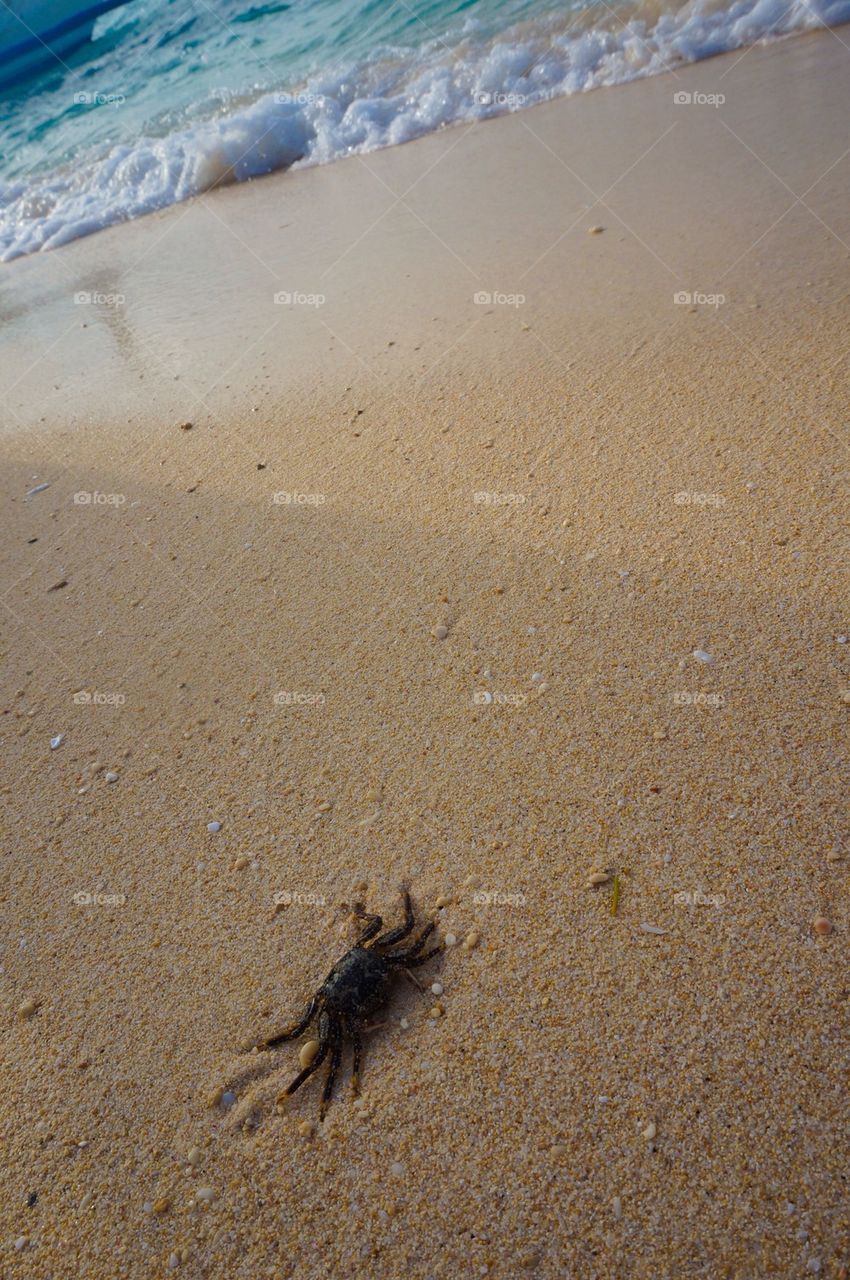 Crab by the beach
