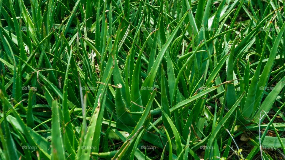 View of aloe vera plants outdoor