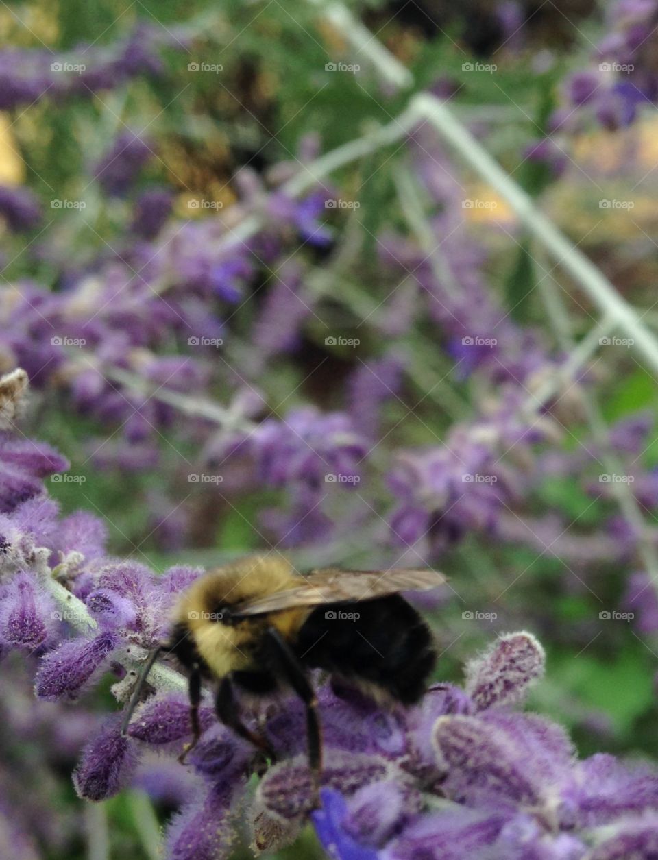 Collecting honey from the last flowers of Summer 