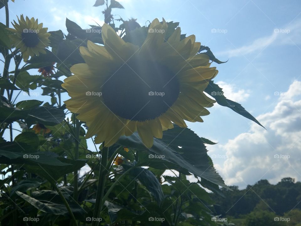 summertime sunflower