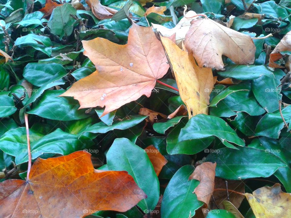 Autmn leaves on evergreen leaves