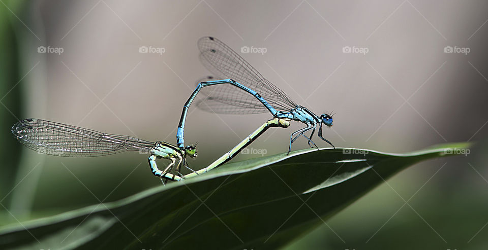 Two blue dragonfly