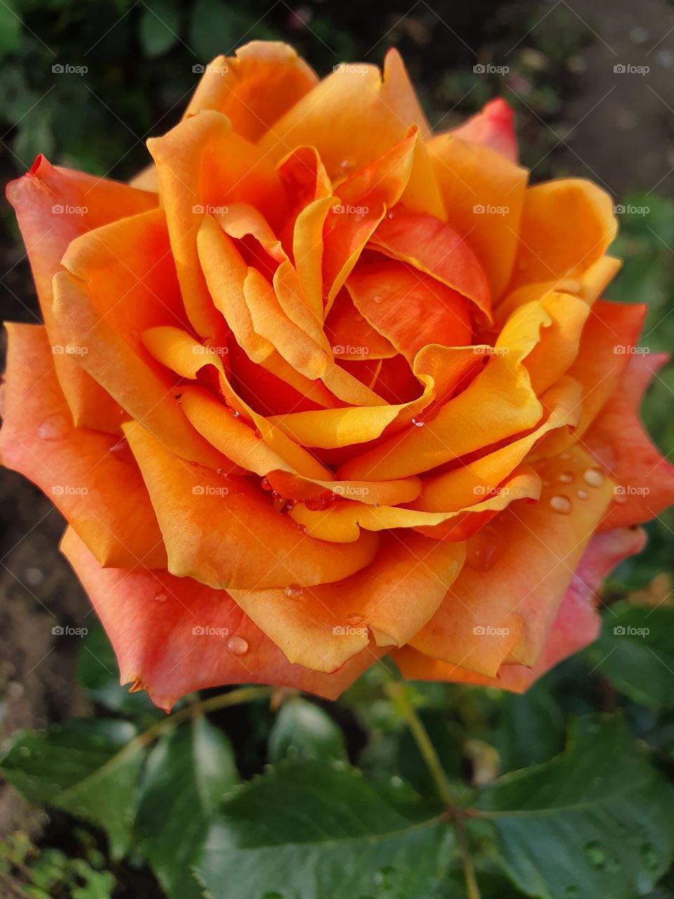 orange rose after the rain closeup