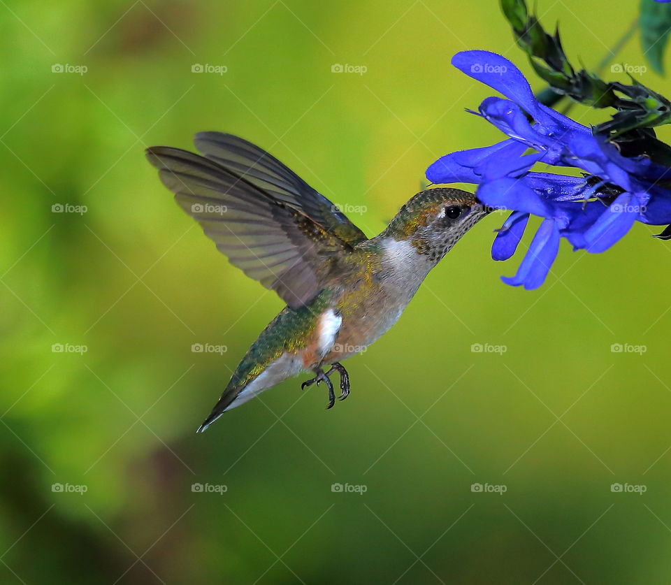 hummingbird feeding from black and blue salvia