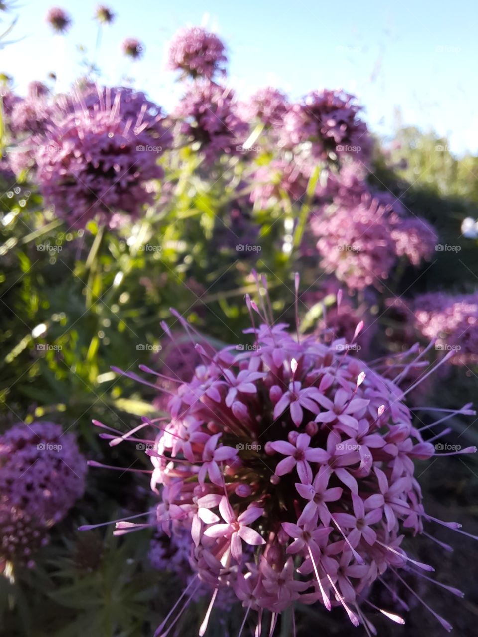 flowers