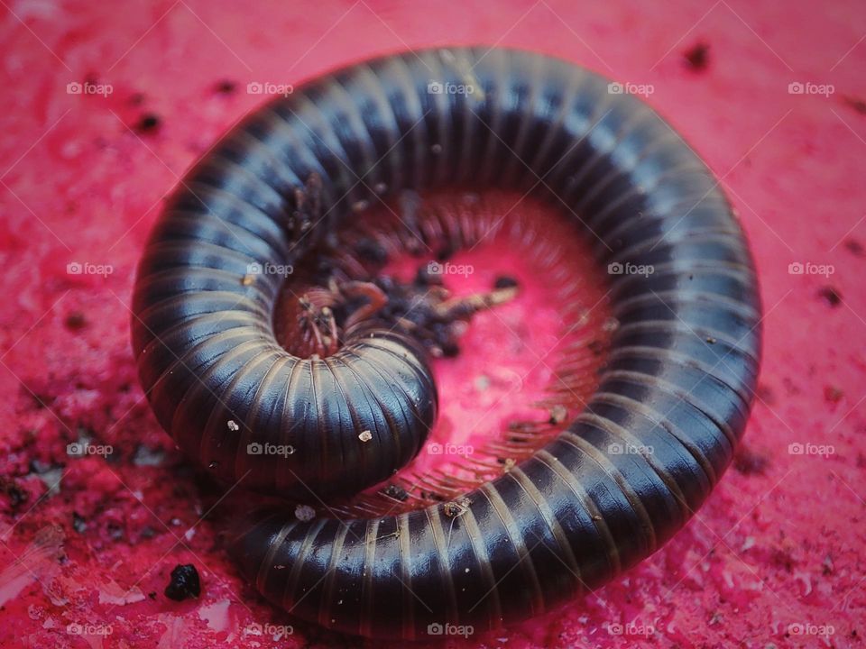 Giant African Millipede