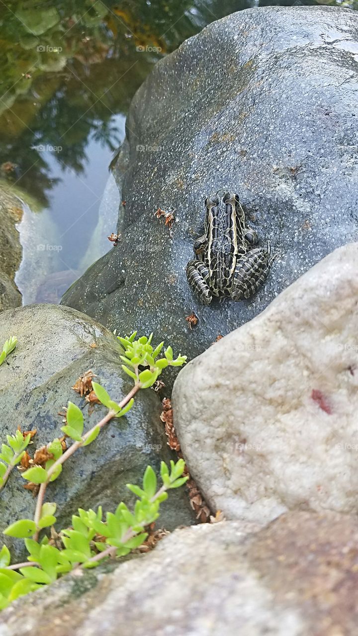 toad near the garden pond