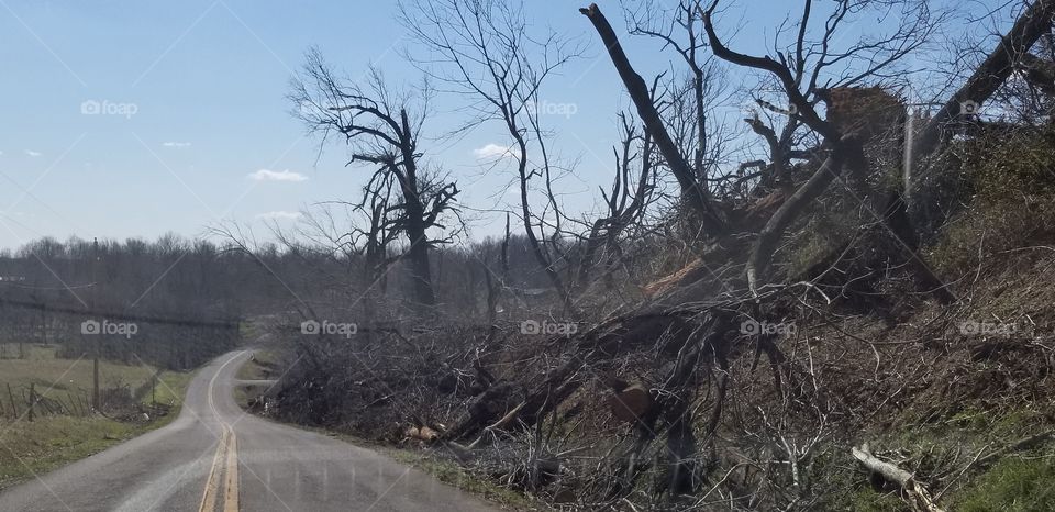 Destroyed trees along the side of the hill and road.