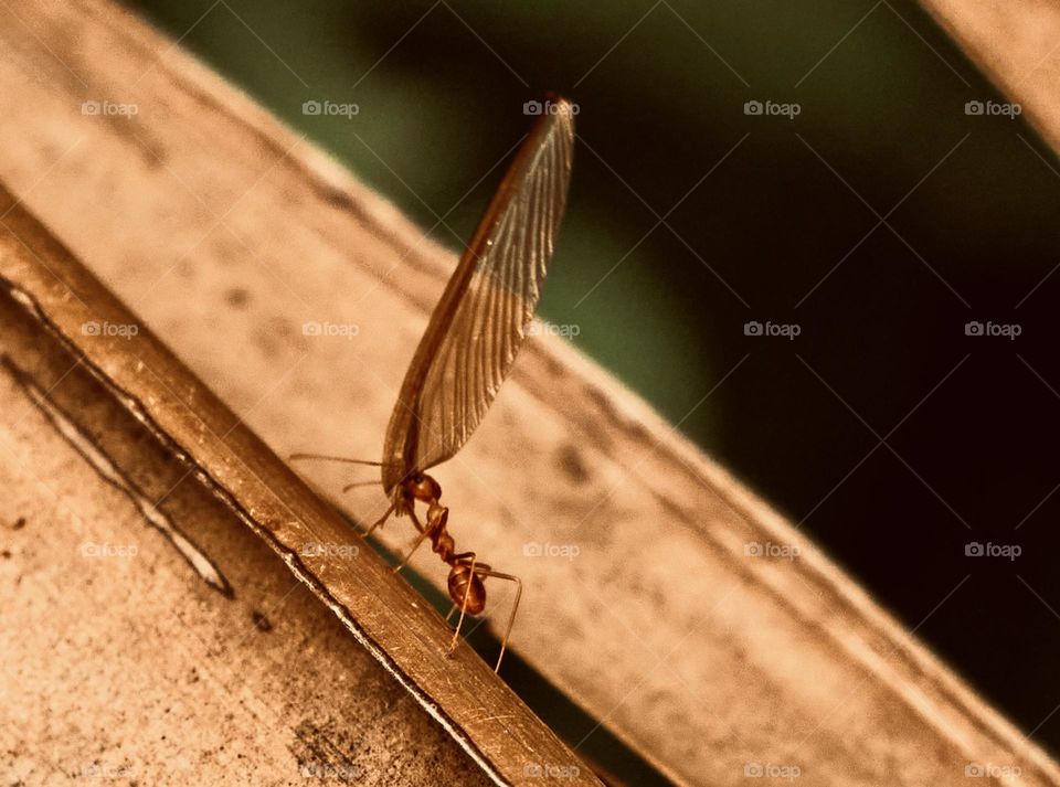 Macro photography - Ant - Backyard garden 